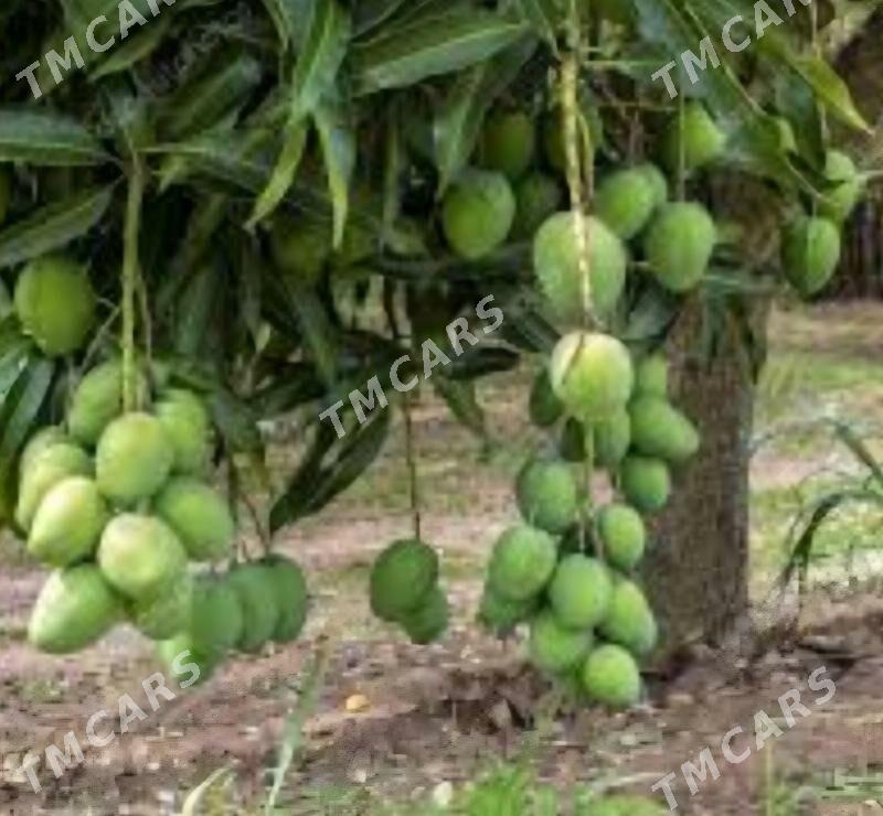 TURK NAHAL MANGO KENT - Ruhabat (90-njy razýezd) - img 7