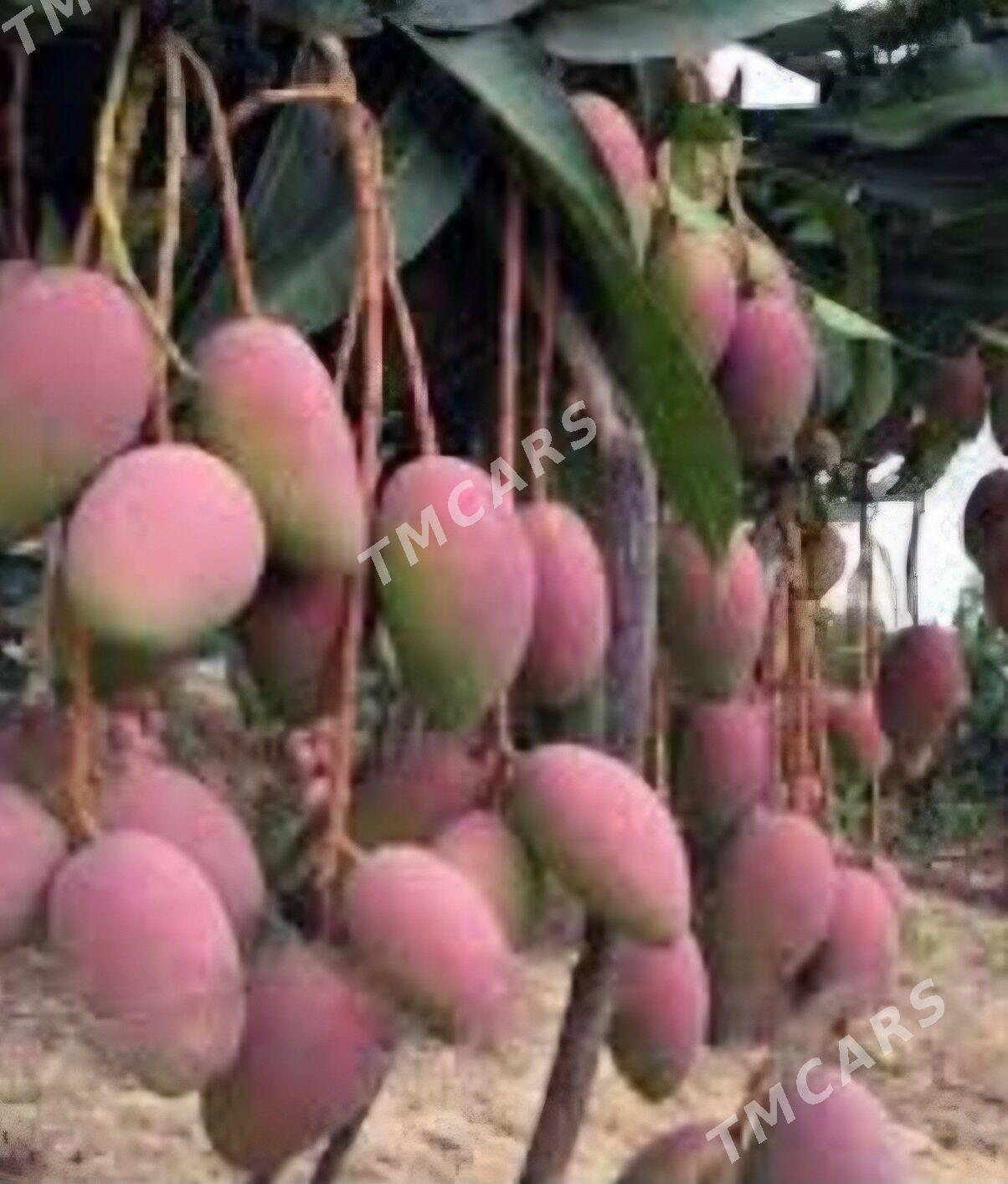 TURK NAHAL MANGO KENT - Ruhabat (90-njy razýezd) - img 2