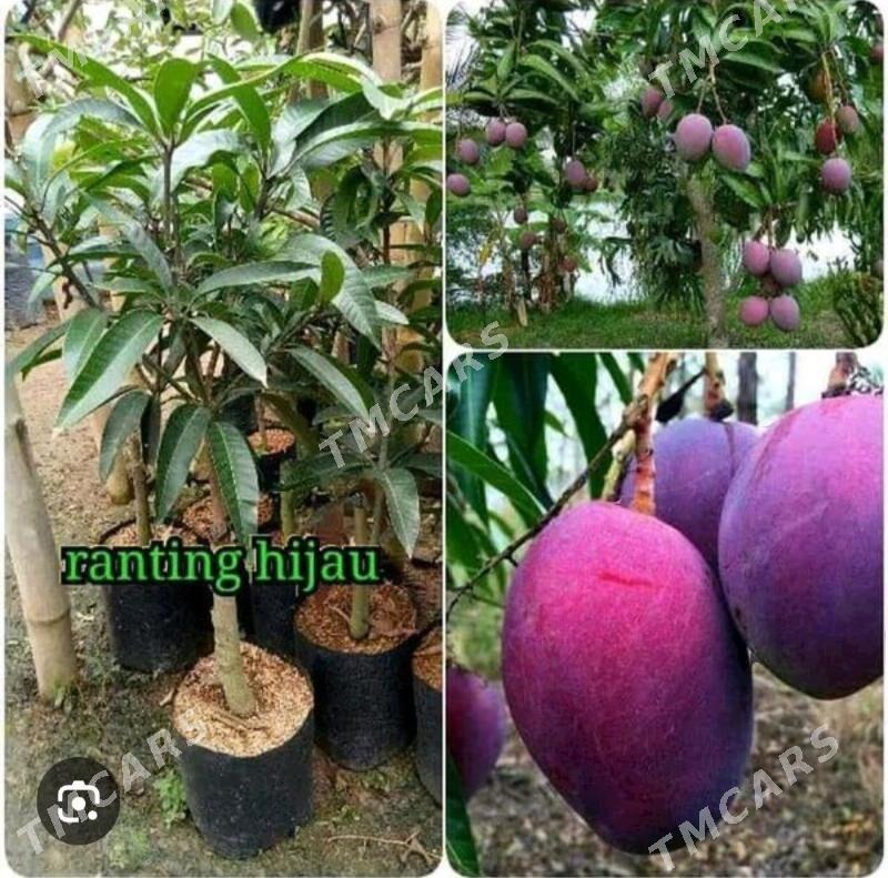 TURK NAHAL MANGO KENT - Ruhabat (90-njy razýezd) - img 6