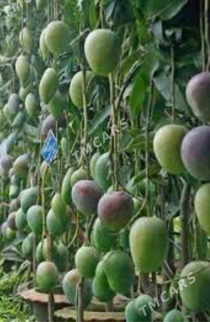 TURK NAHAL MANGO KENT - Ruhabat (90-njy razýezd) - img 3