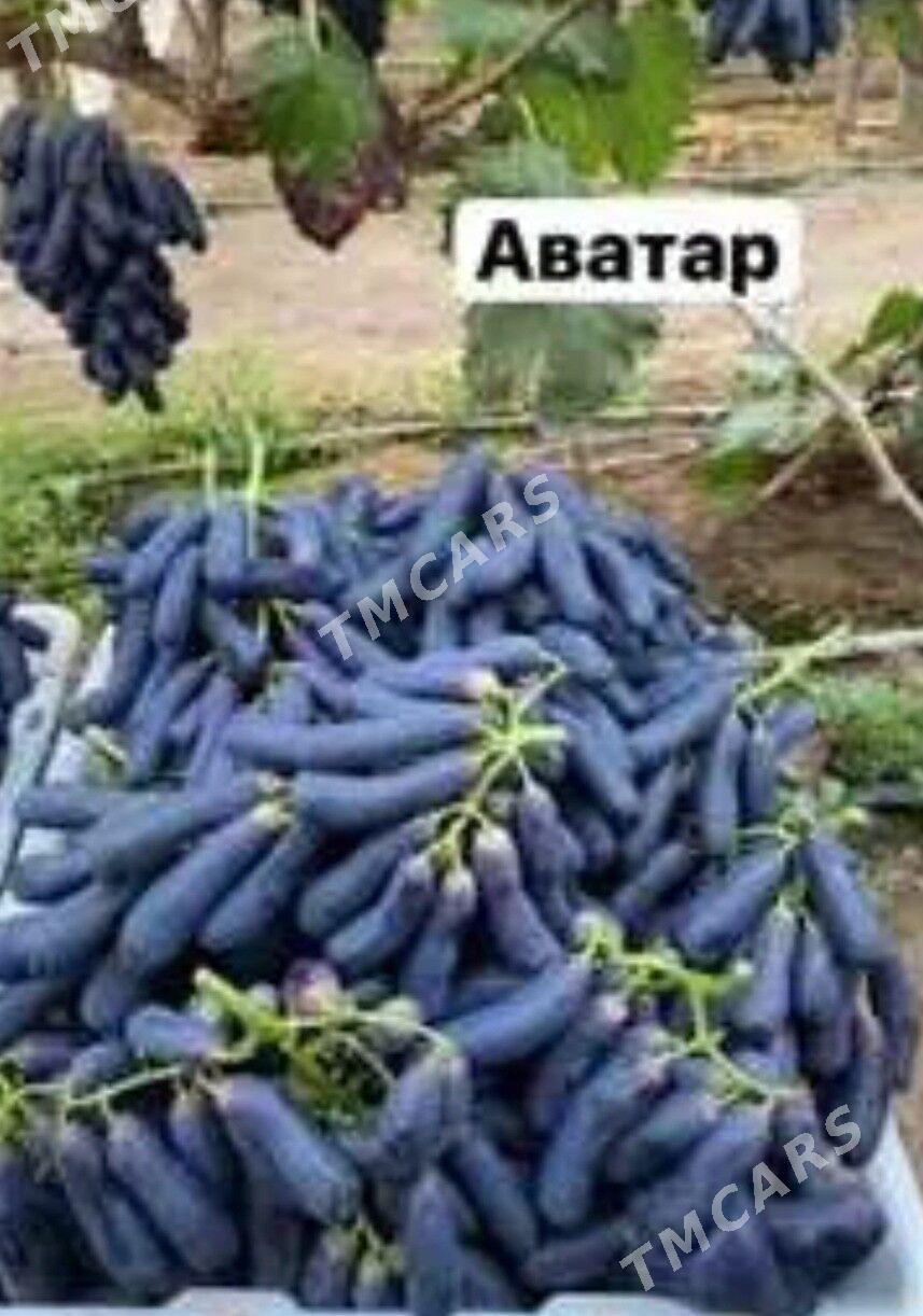 TURK NAHAL AVATAR - Ruhabat (90-njy razýezd) - img 2