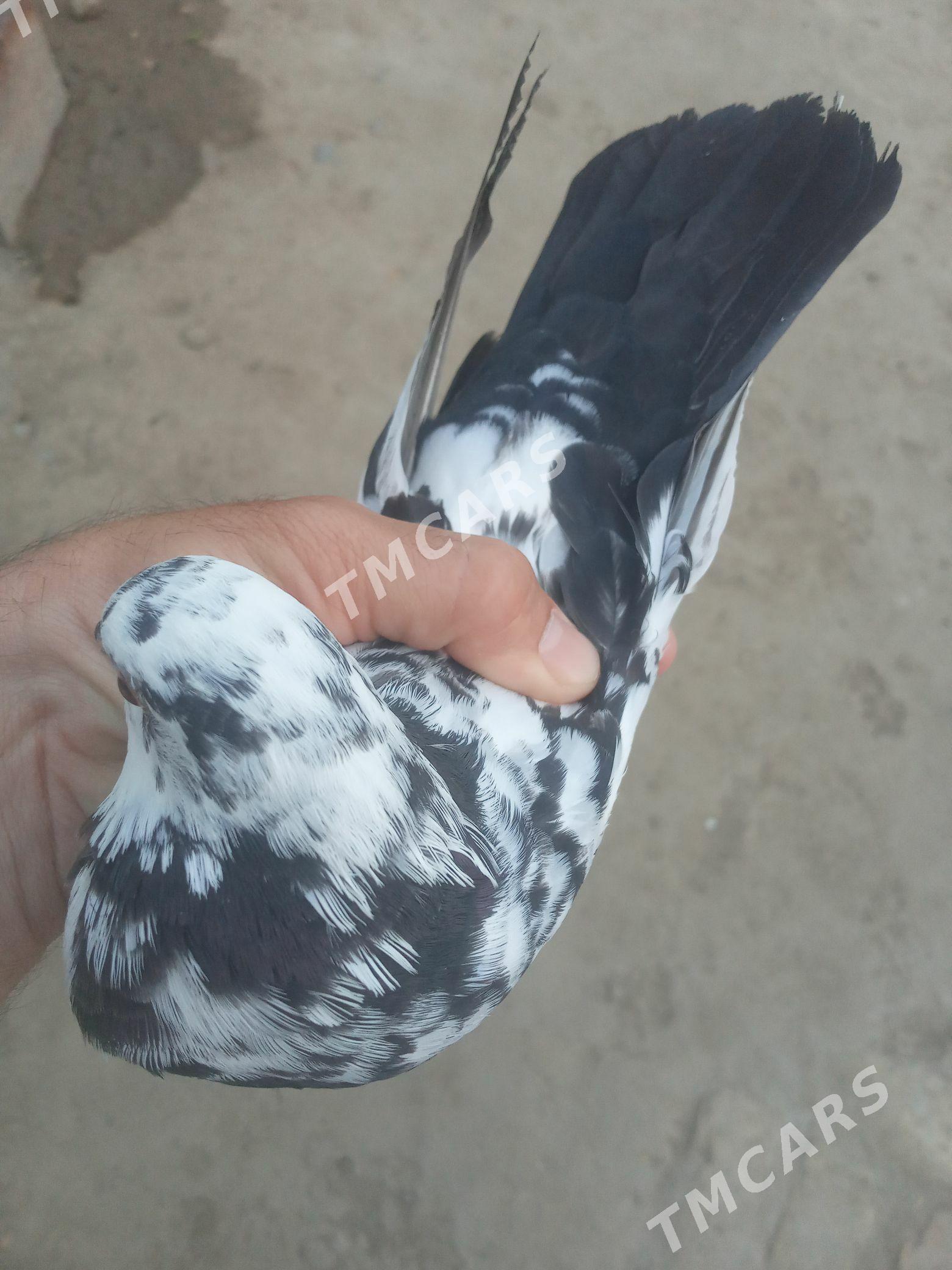 KEPDERI. - Mary - img 2
