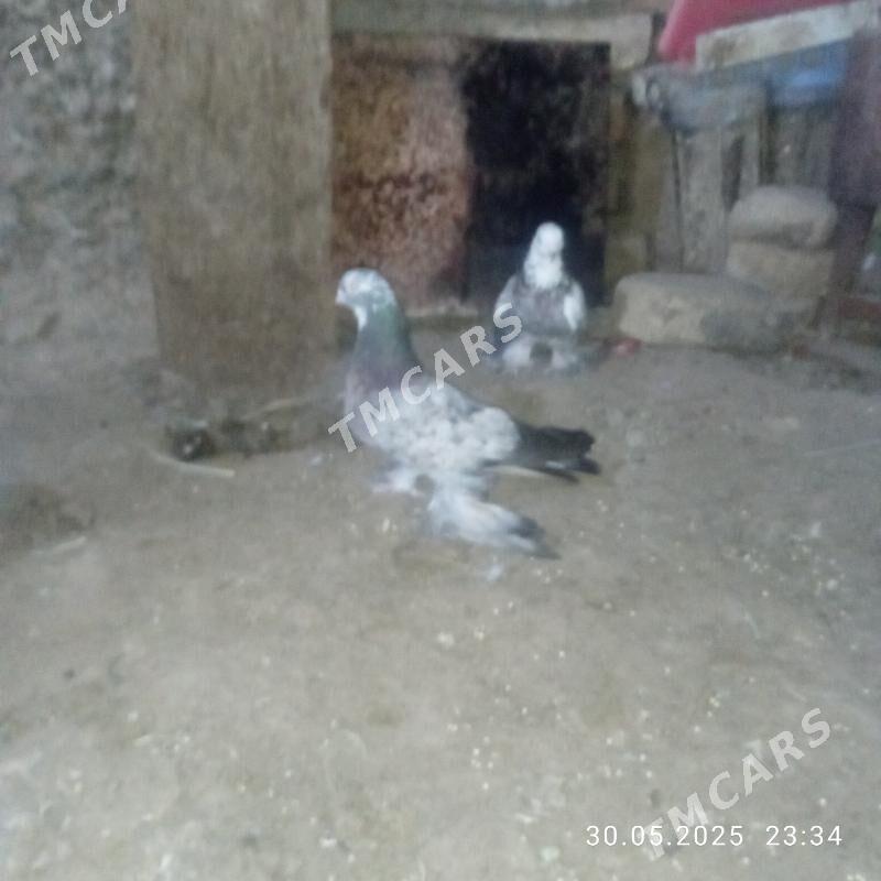кепдер - Daşoguz - img 3