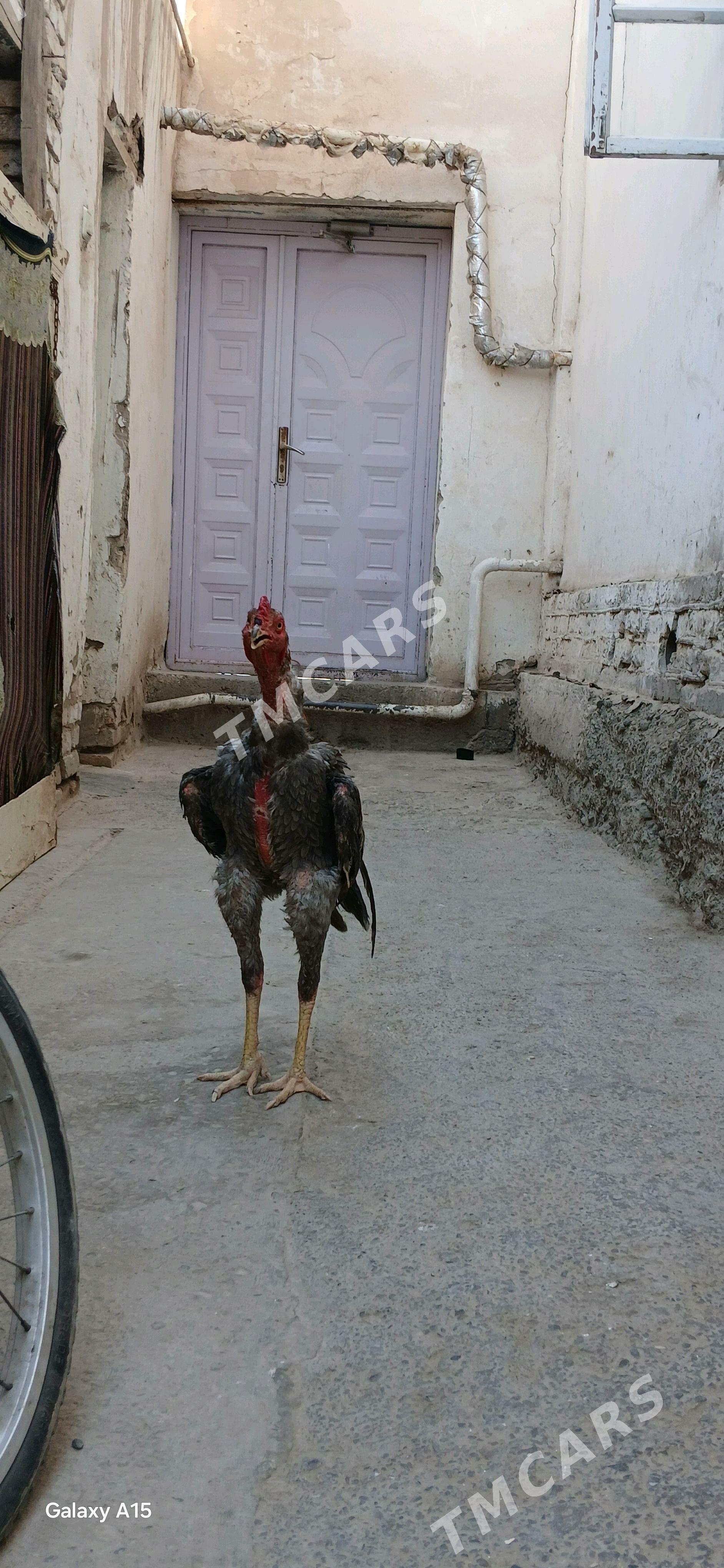 horaz - Daşoguz - img 2