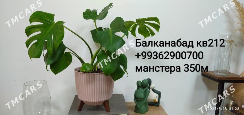 цветы - Balkanabat - img 9