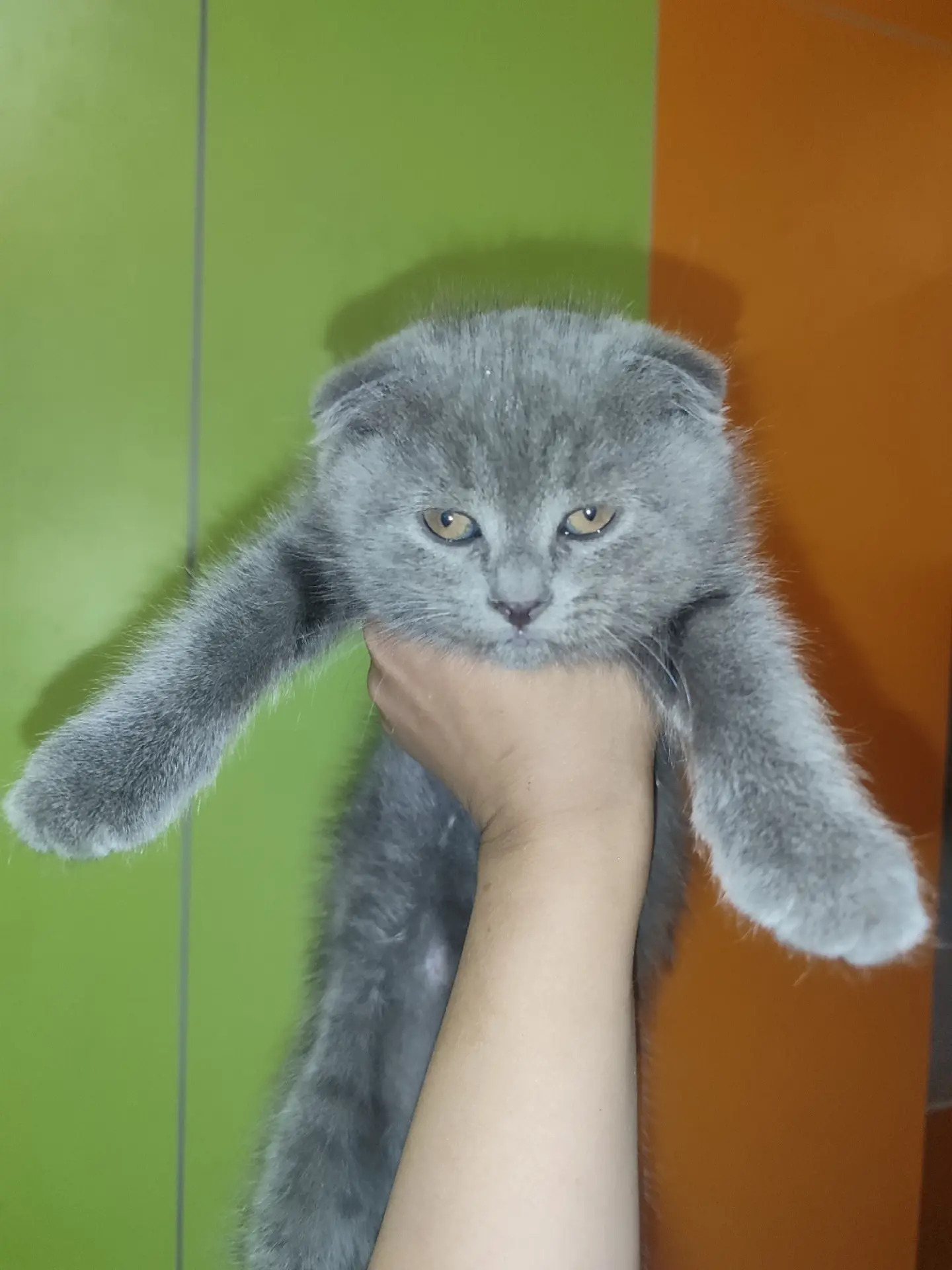 Котята - Türkmenabat - img 6