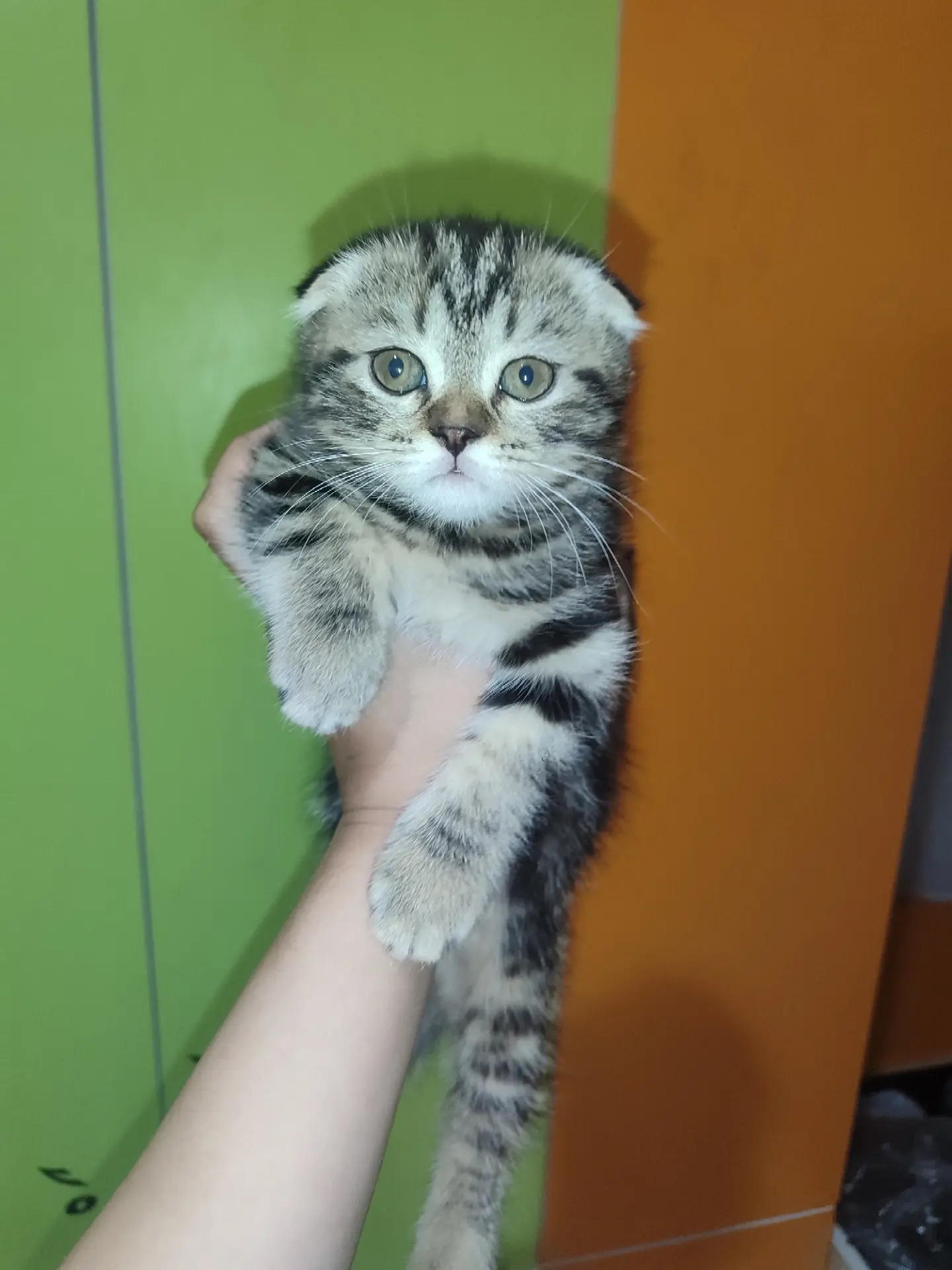 Котята - Türkmenabat - img 5