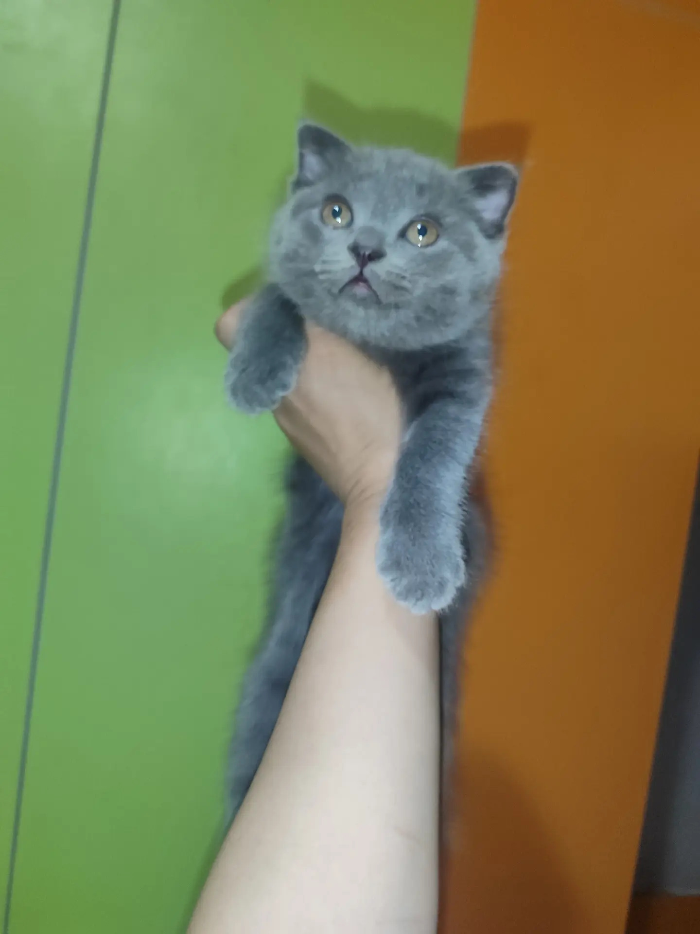 Котята - Türkmenabat - img 3