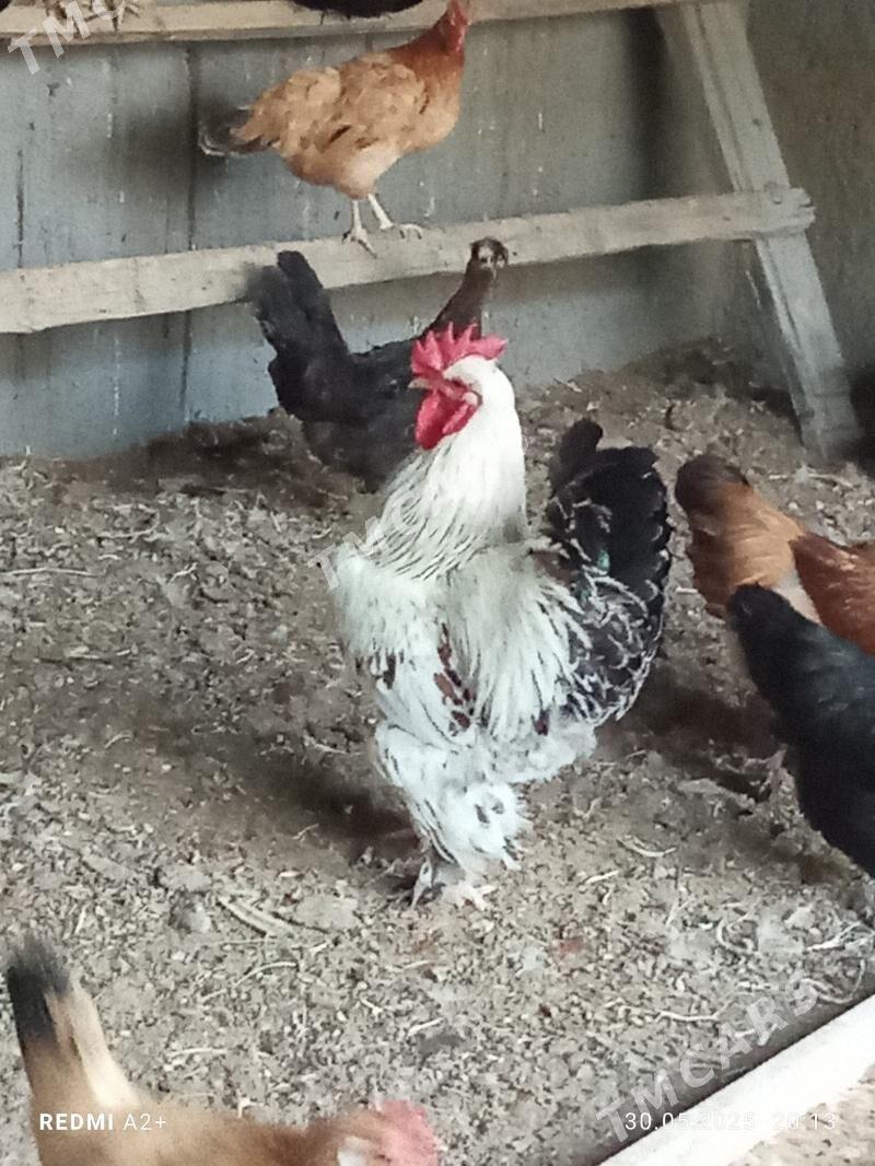 balgar horaz ýagdaýy gülýaly - Гёкдже - img 1