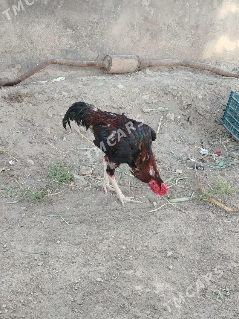 horaz - Köneürgenç - img 3
