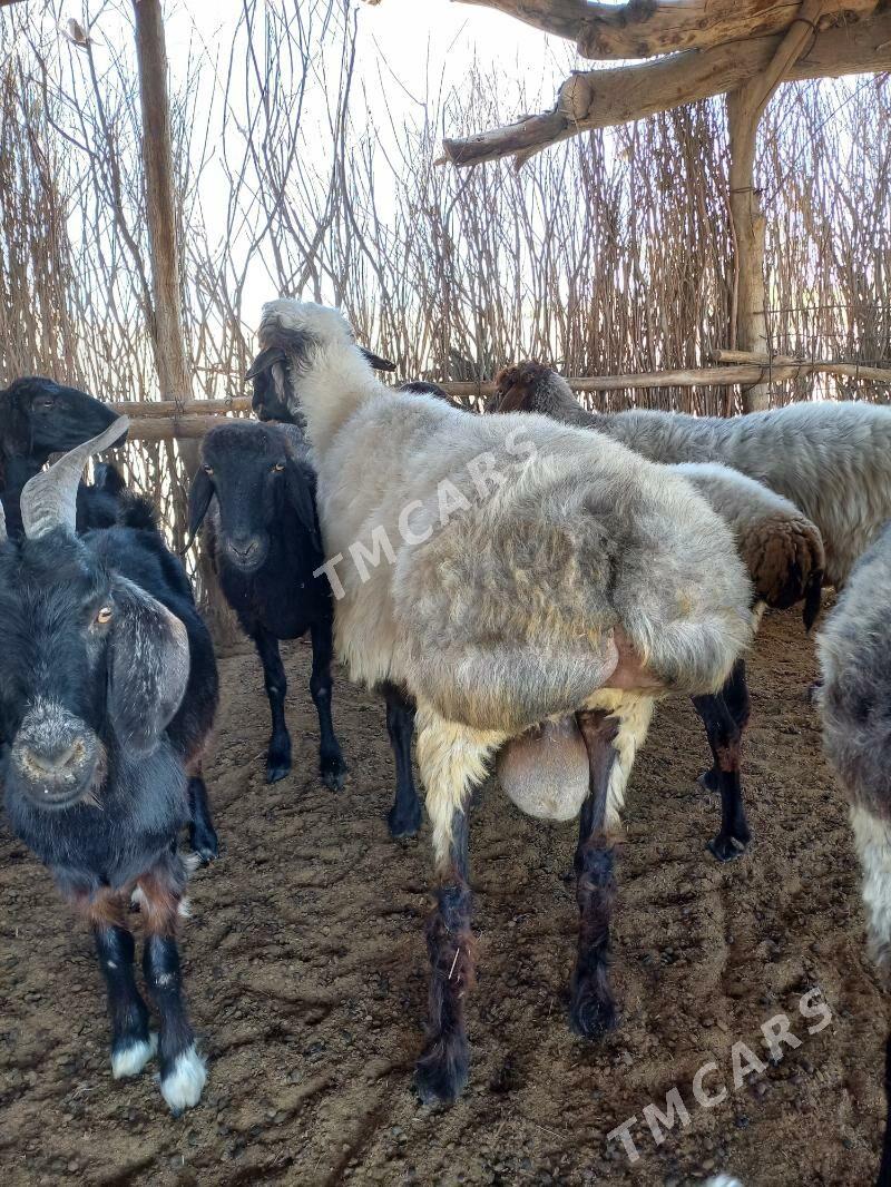 Goçlar - Халач - img 2