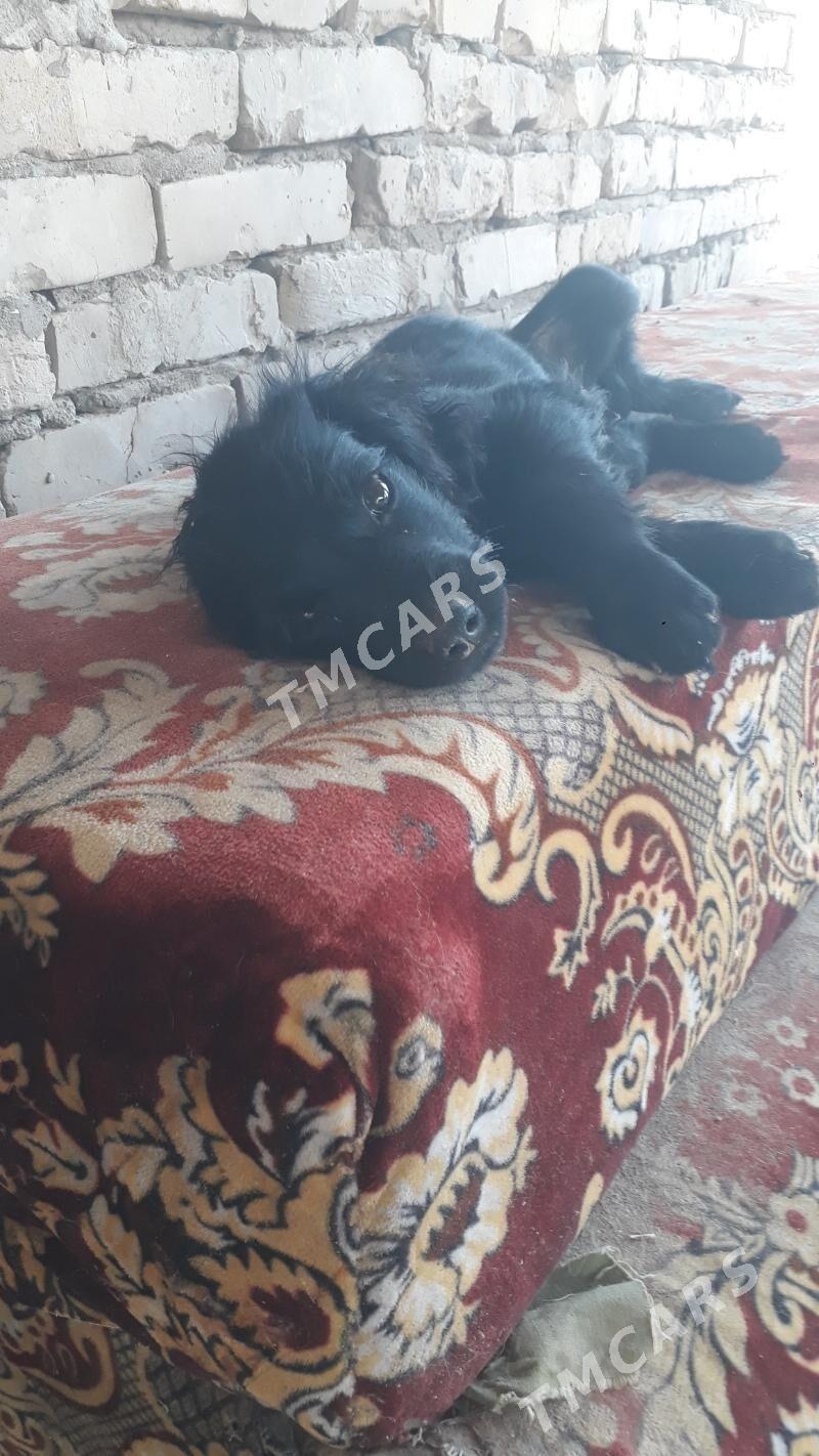 Awçy güjük - Çärjew - img 2
