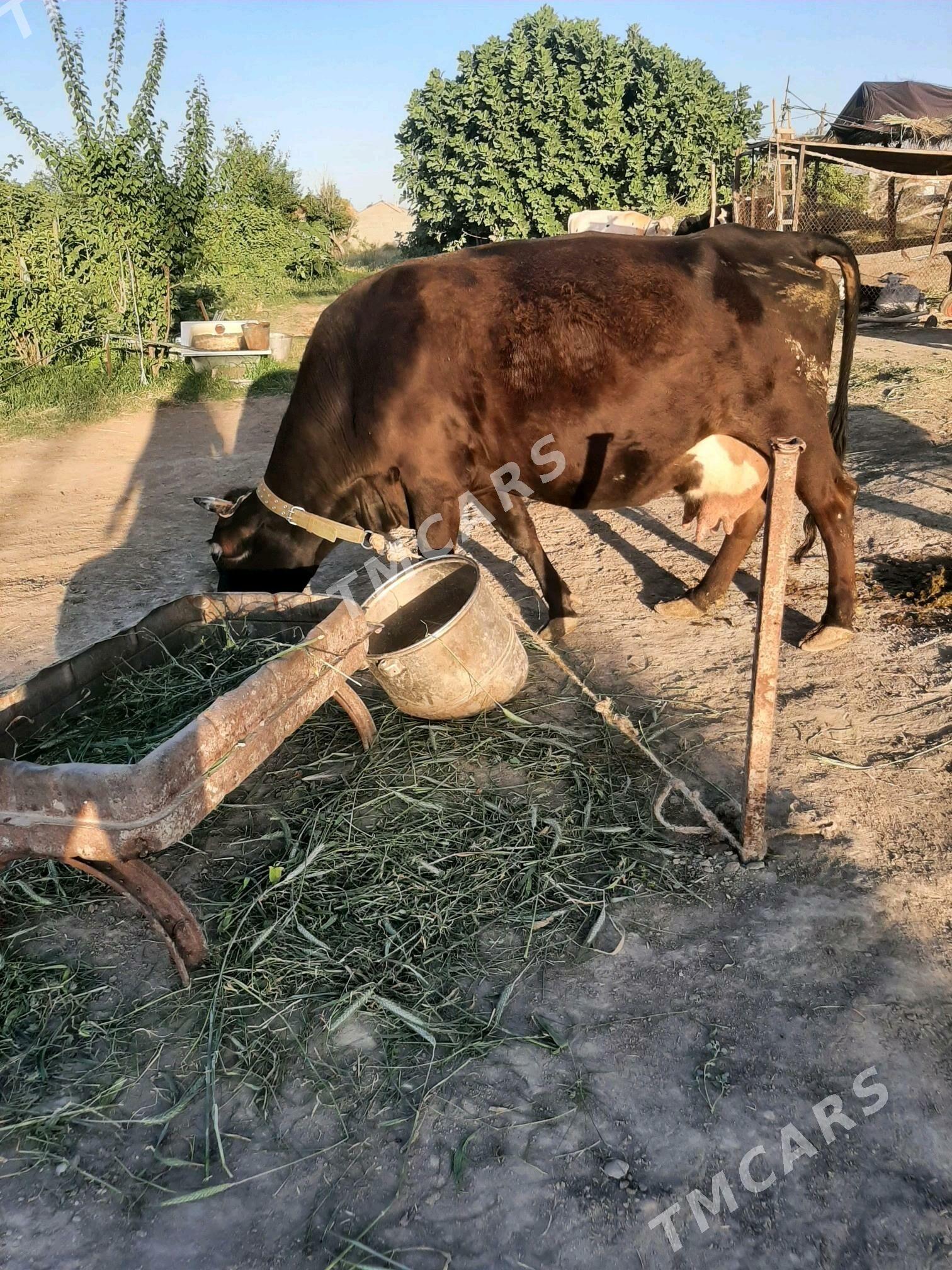 GOLELI SYGYR ARGINAL SIWES - Bäherden - img 8