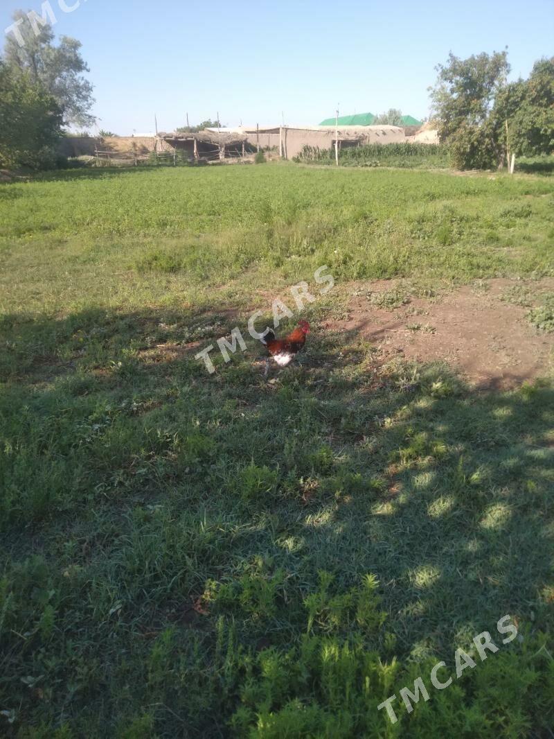 yaponçik - Saýat - img 2