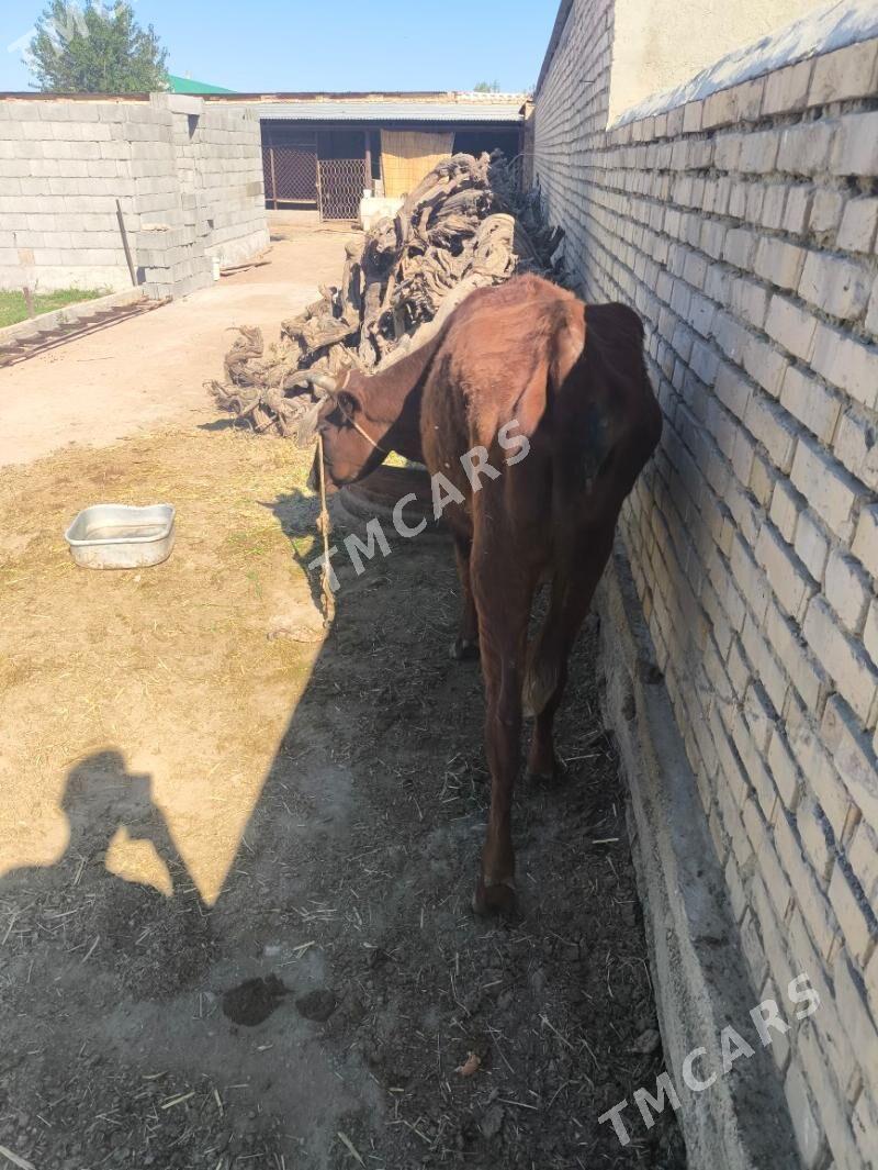 bakymlyk sygyr - Ak bugdaý etraby - img 3