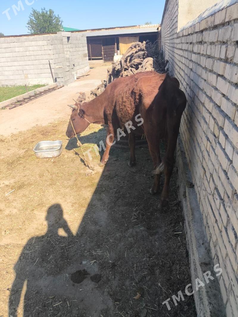 bakymlyk sygyr - Ak bugdaý etraby - img 2
