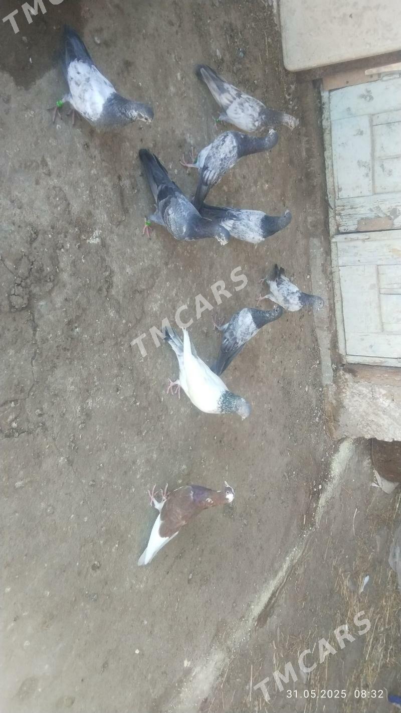 kepderi - Ak bugdaý etraby - img 2