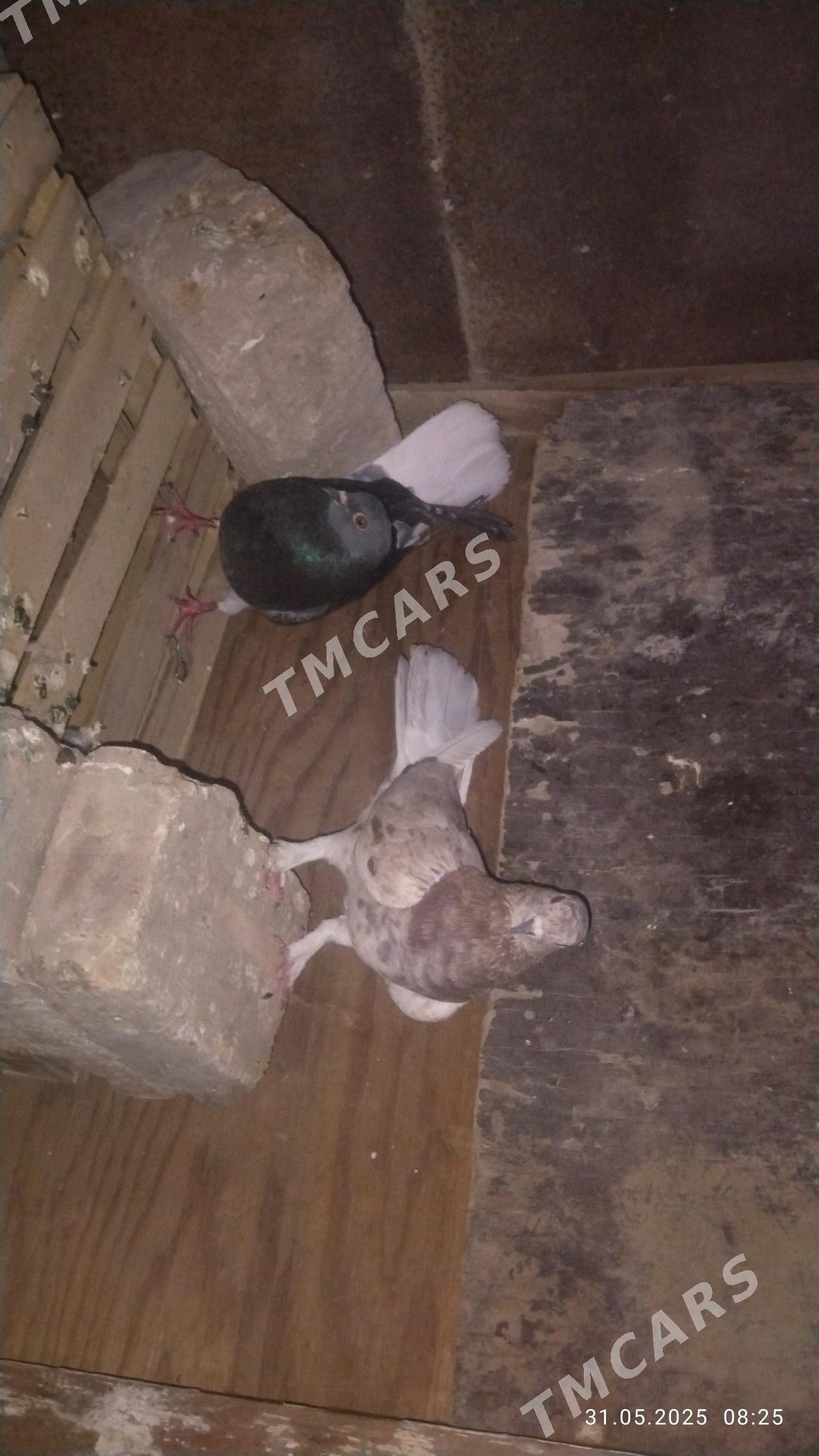 kepderi - Ak bugdaý etraby - img 3