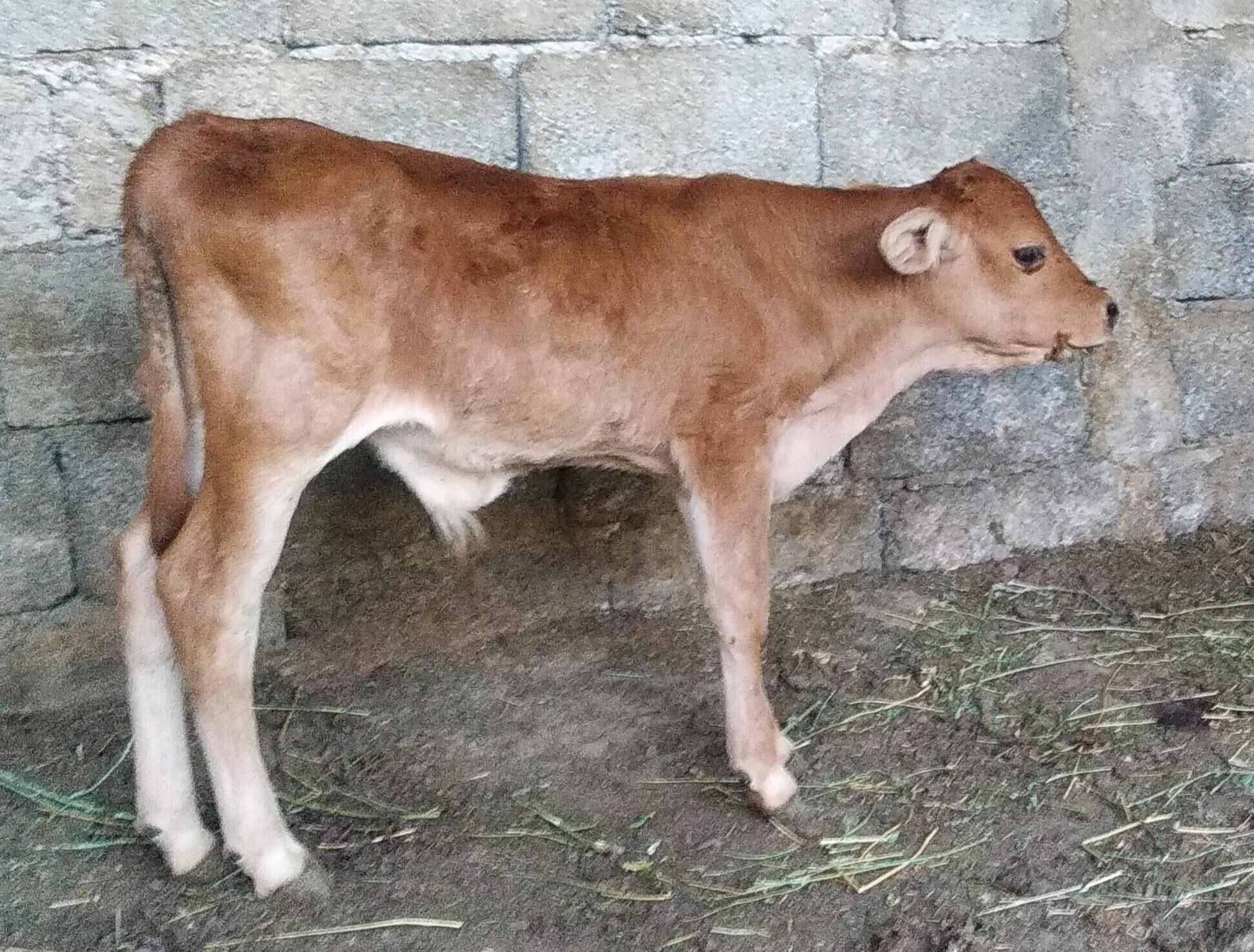okuz tuwe gole - Çoganly - img 2
