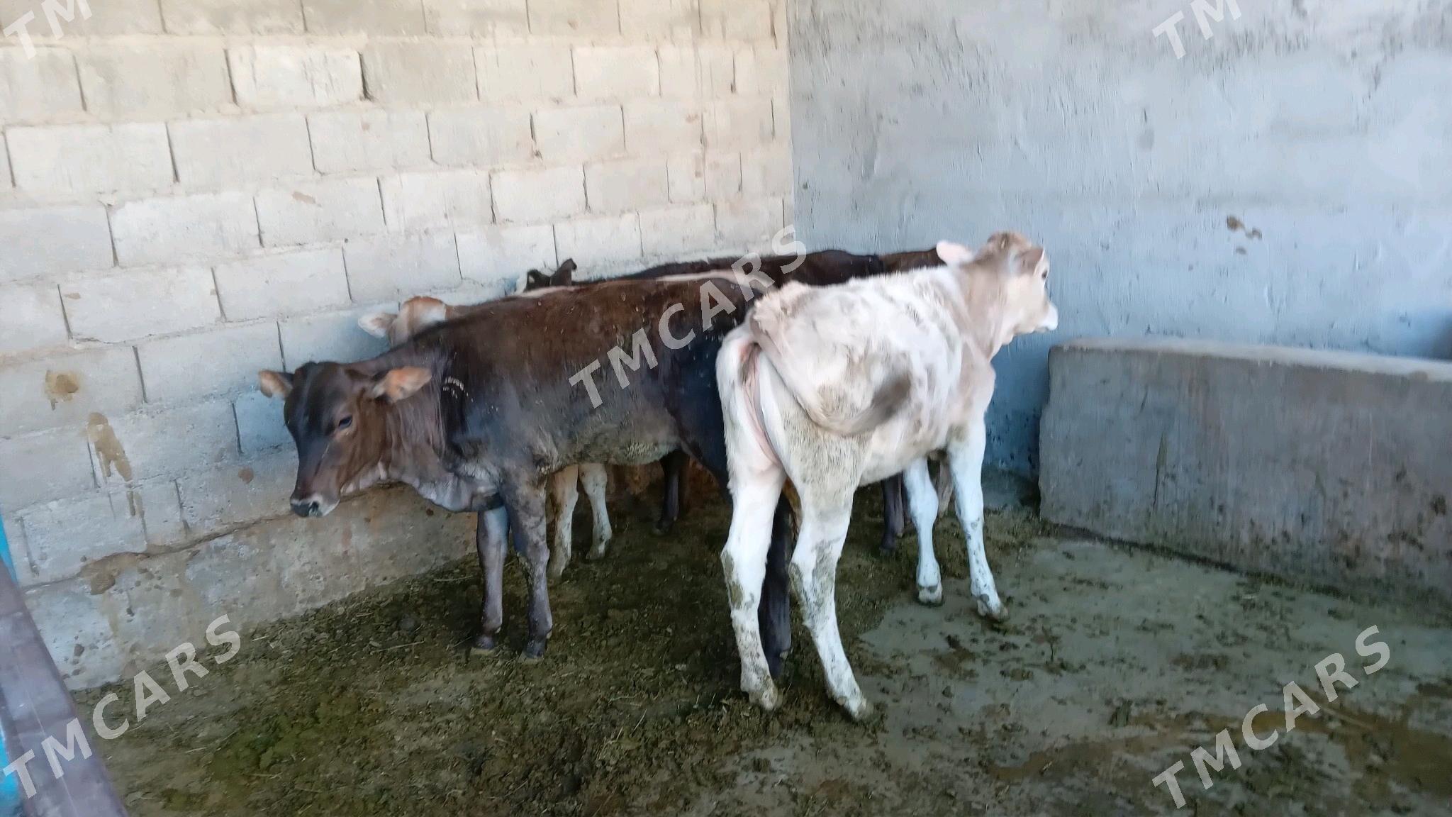 Satlyk malar 5sany - Änew - img 2