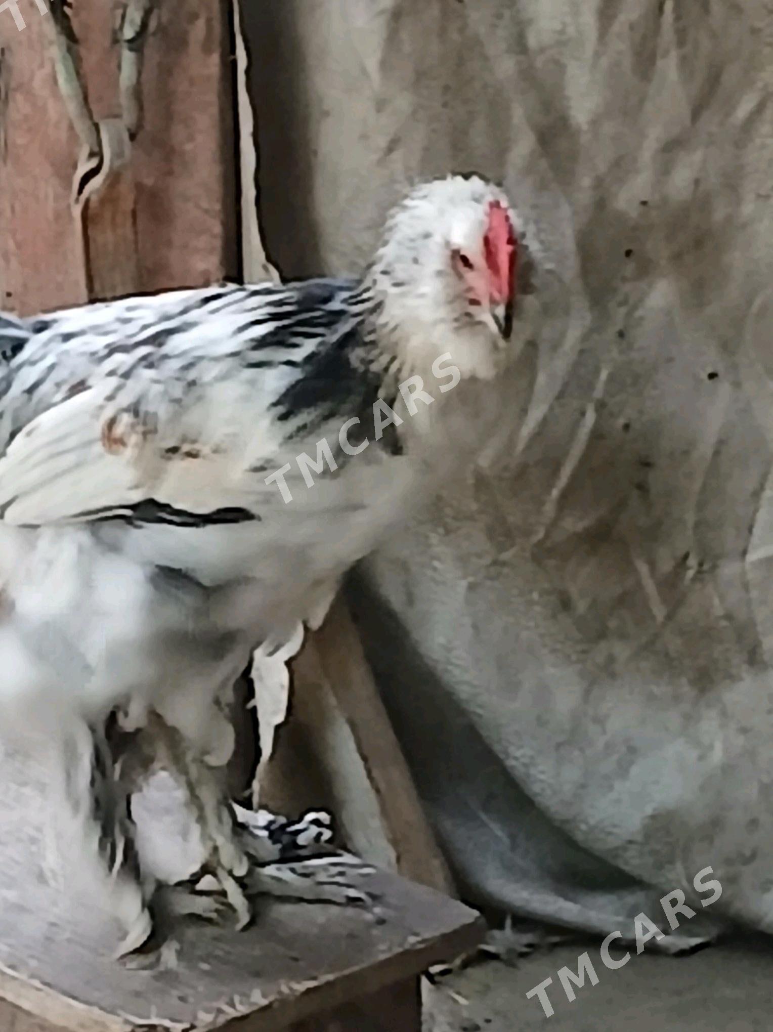 Horaz yaş - Gökdepe - img 2