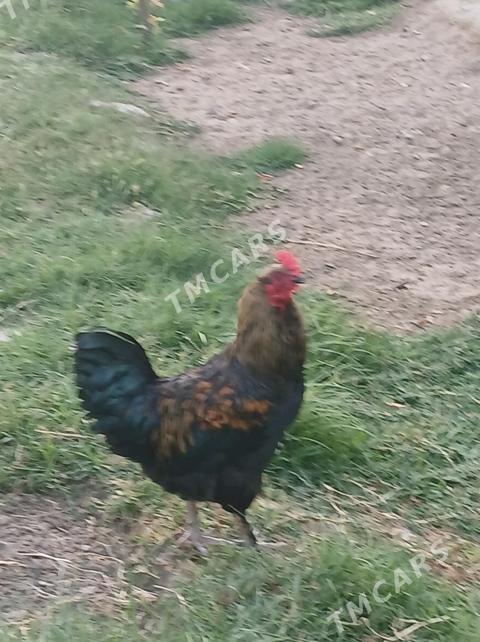 Horaz yaş - Gökdepe - img 5