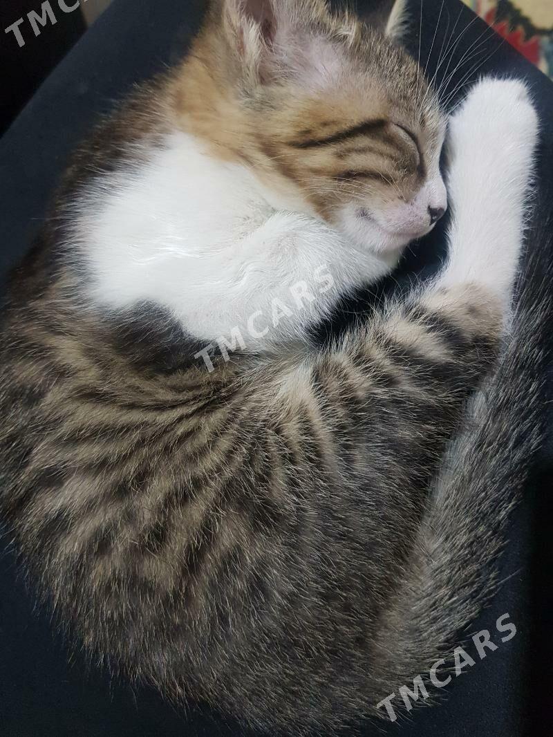 Кошки - Дашогуз - img 1