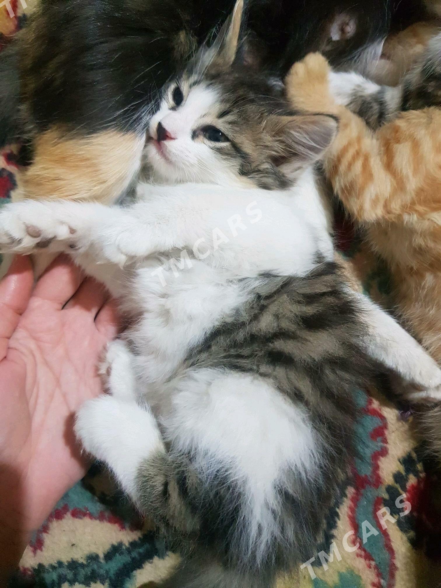 Кошки - Дашогуз - img 2