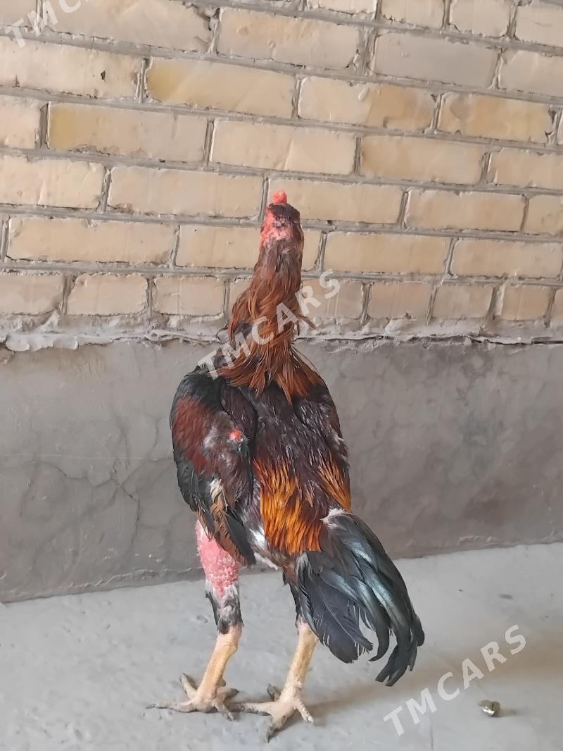 õzbak - Türkmenabat - img 2