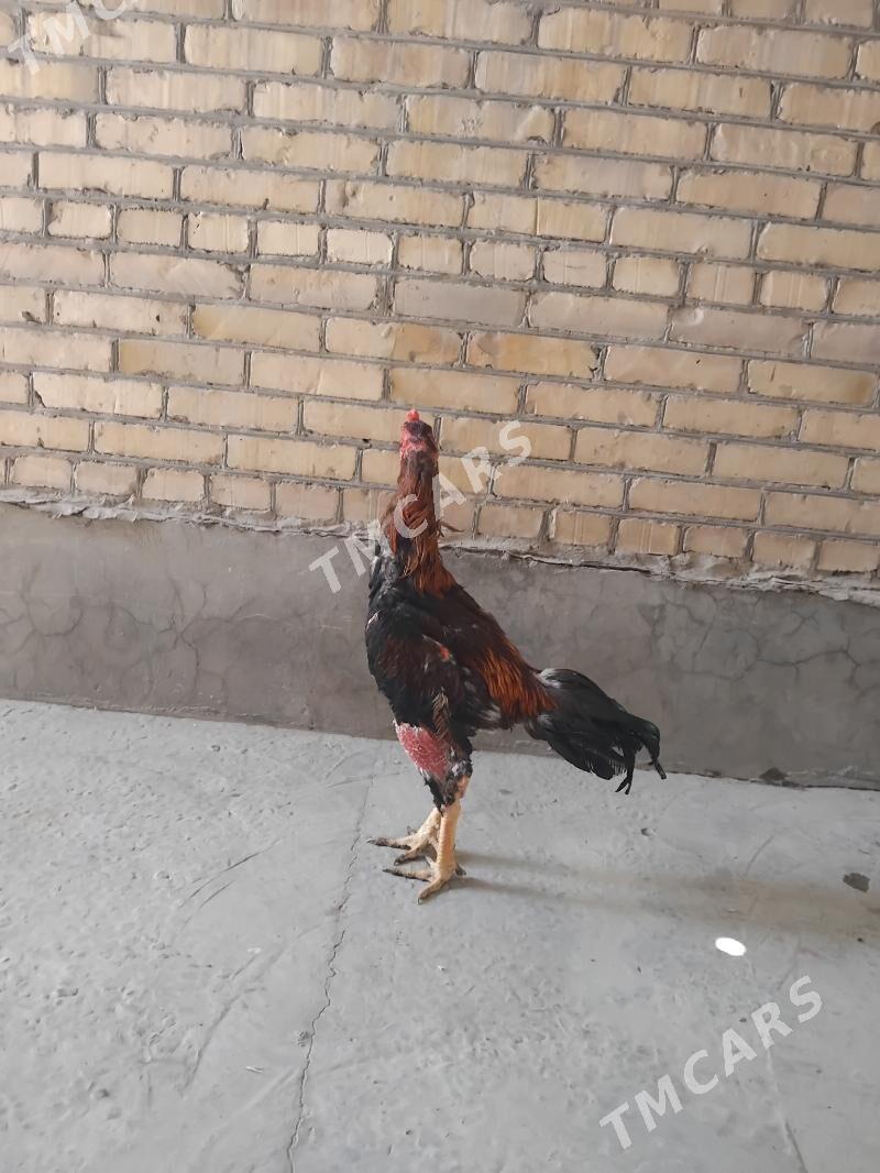 õzbak - Türkmenabat - img 4