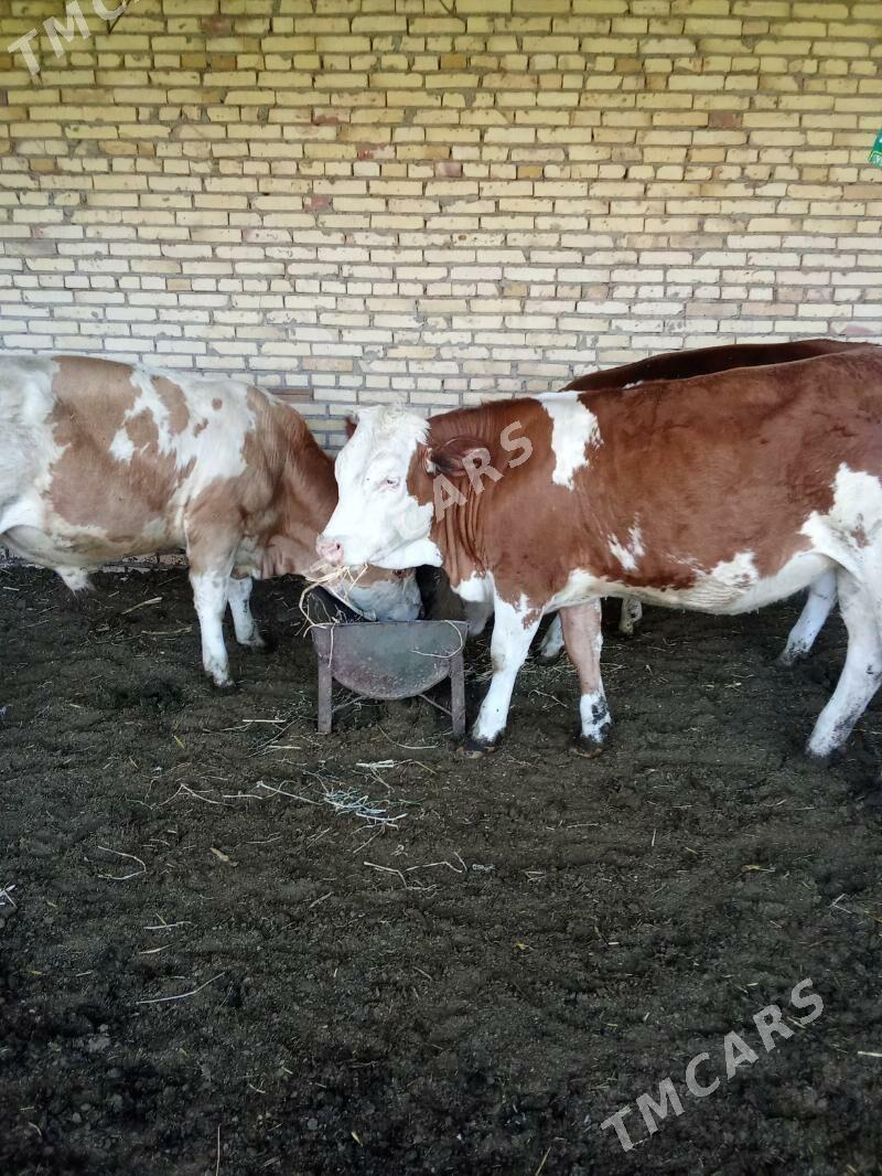 Arassa awstraliski semental - Halaç - img 2
