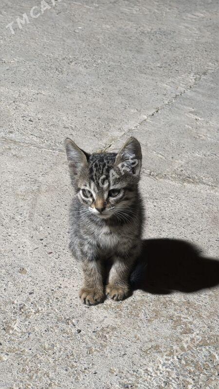 Котенок в добрые руки - Aşgabat - img 2