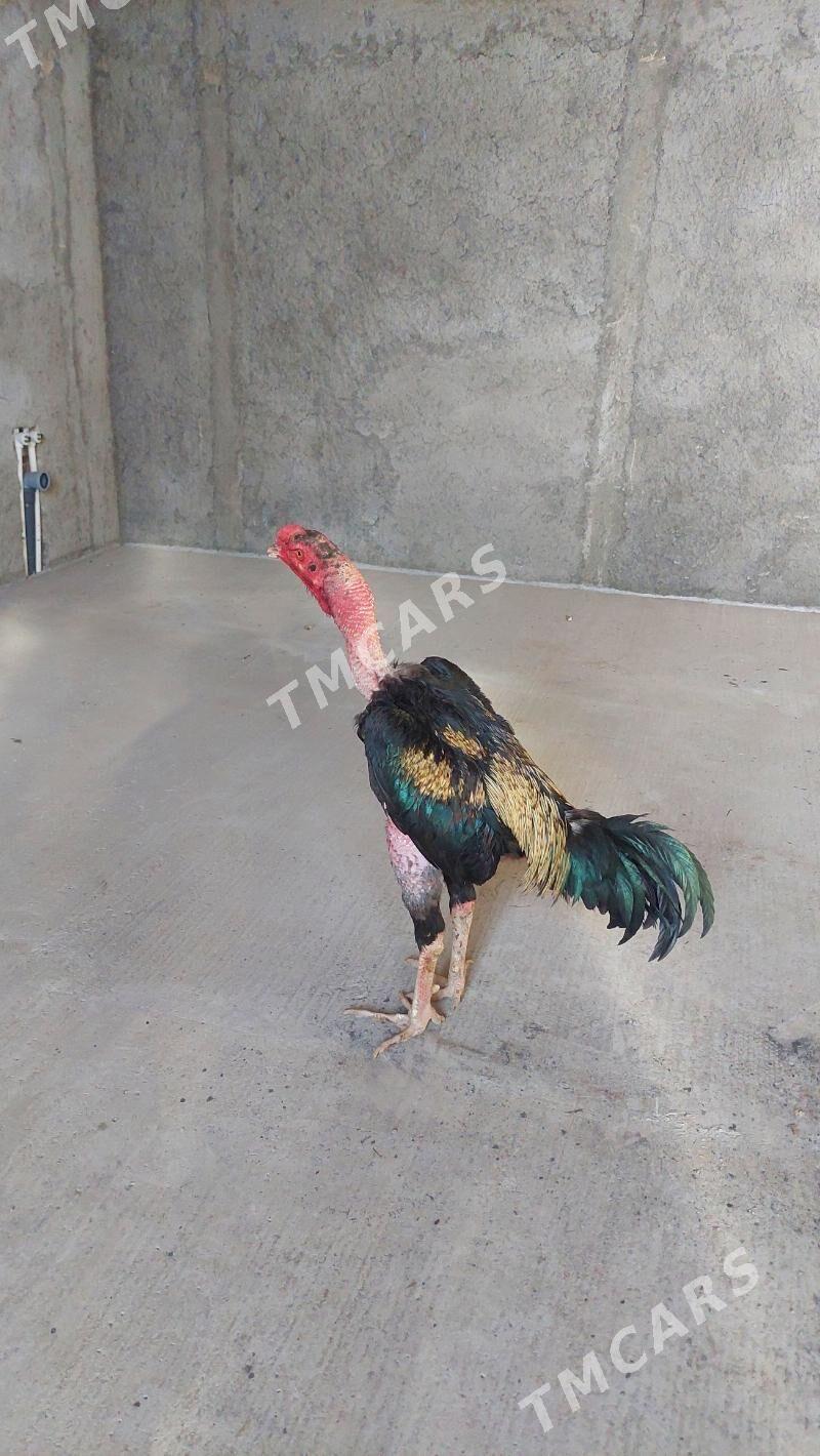 Taşkent horoz - Tejen - img 2