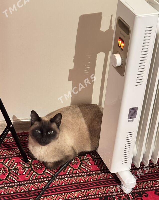 Котенок в добрые руки - Aşgabat - img 3