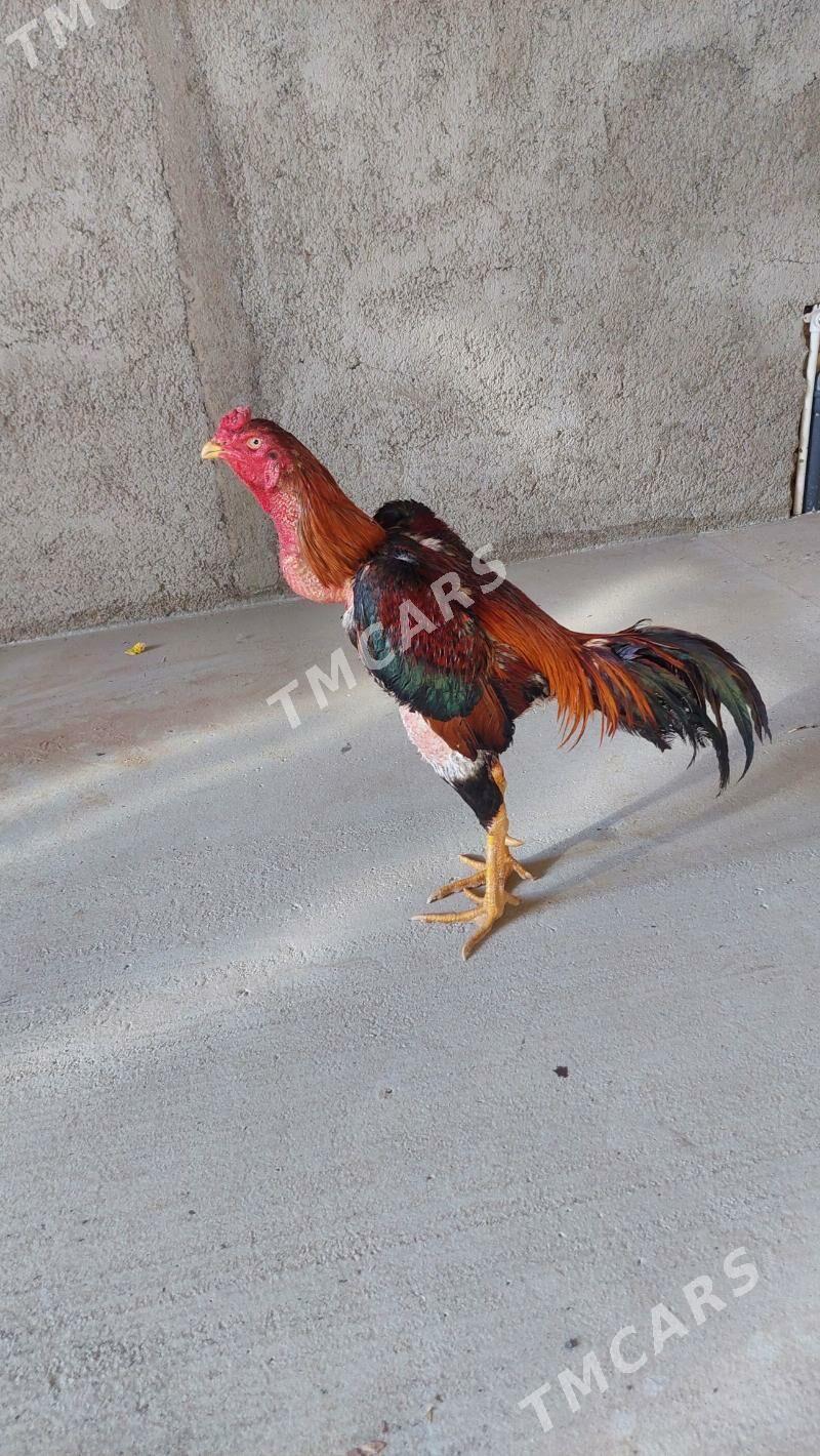Taşkent horoz - Tejen - img 2