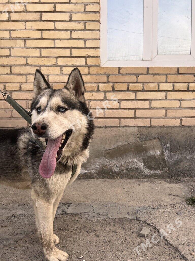 Haski - Çärjew - img 4