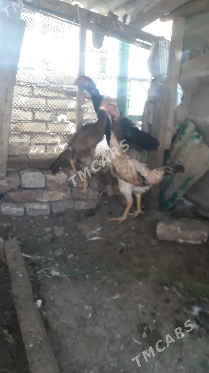 Baysy towuk - Türkmenabat - img 3