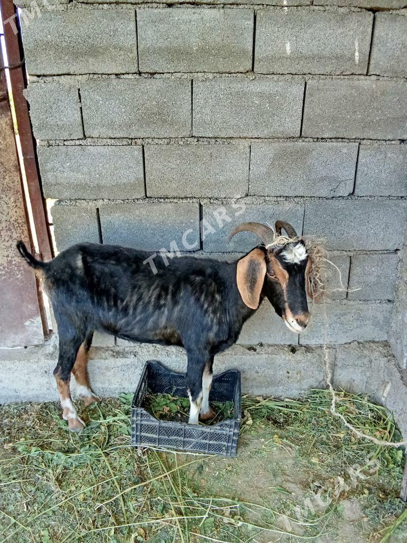 geçi - Bagyr - img 2