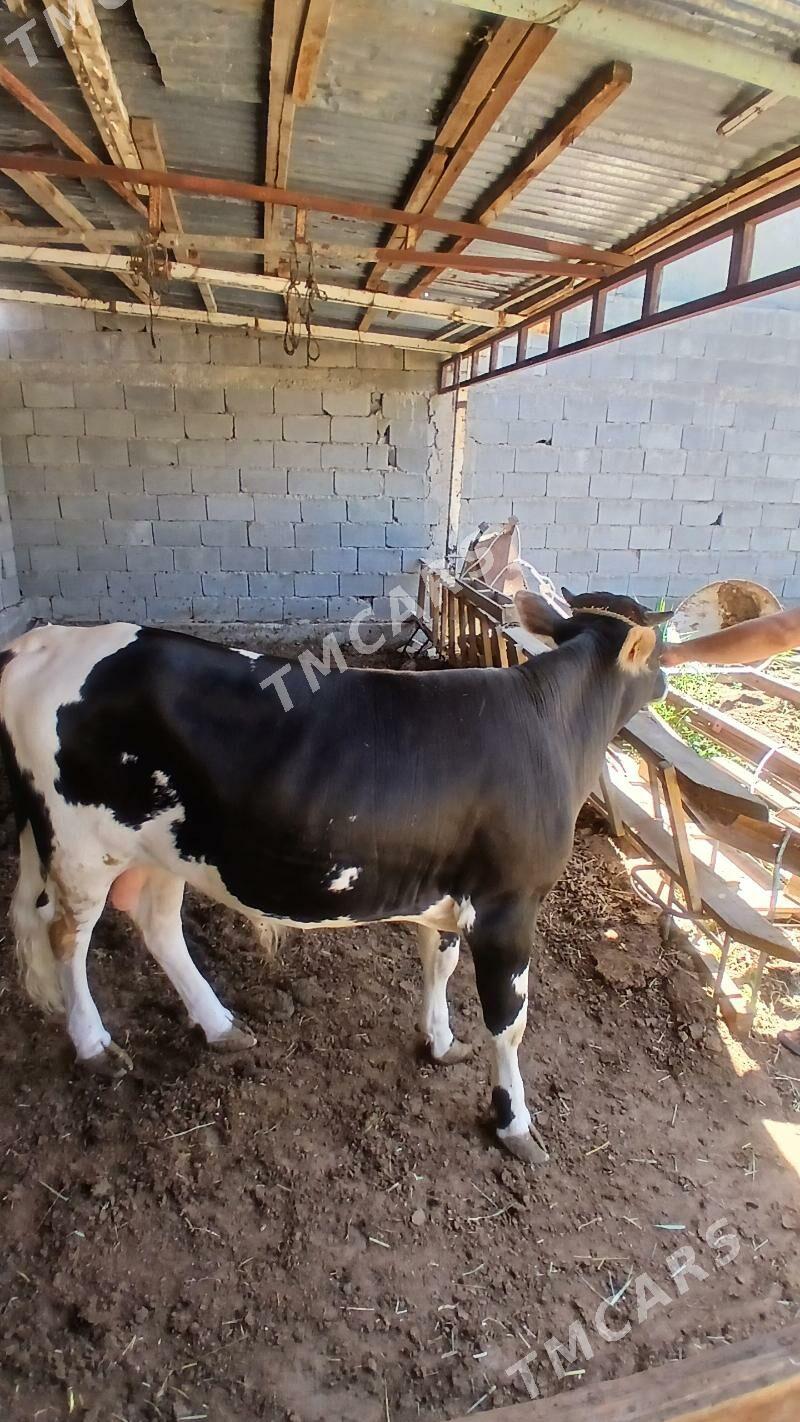 gole 1,5yas - Çoganly - img 3