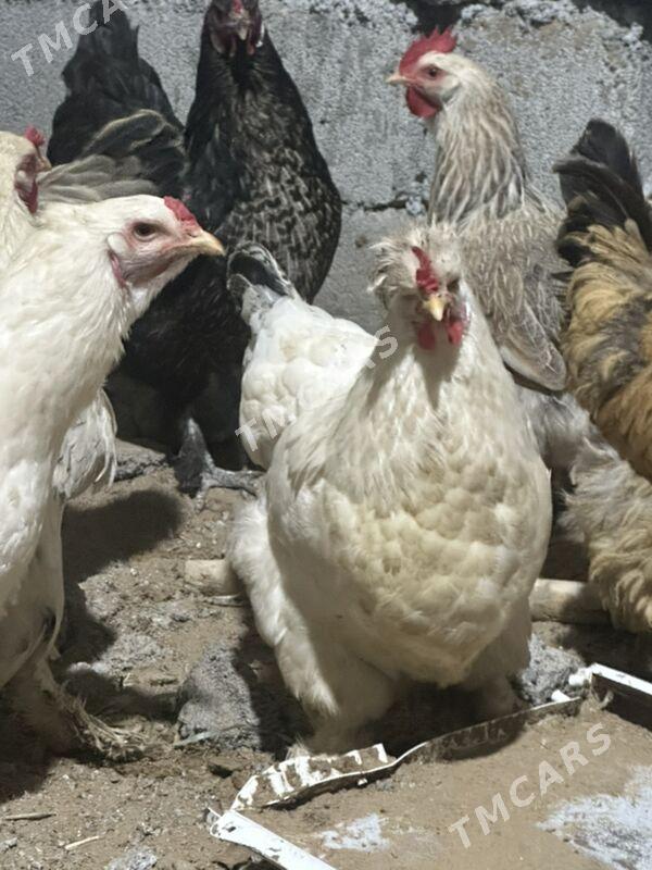 Balgar towuk - Çoganly - img 3