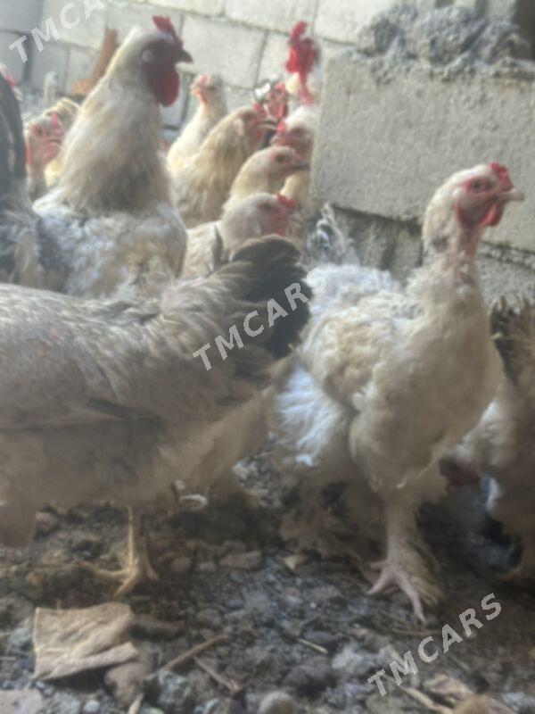 Balgar towuk - Çoganly - img 2