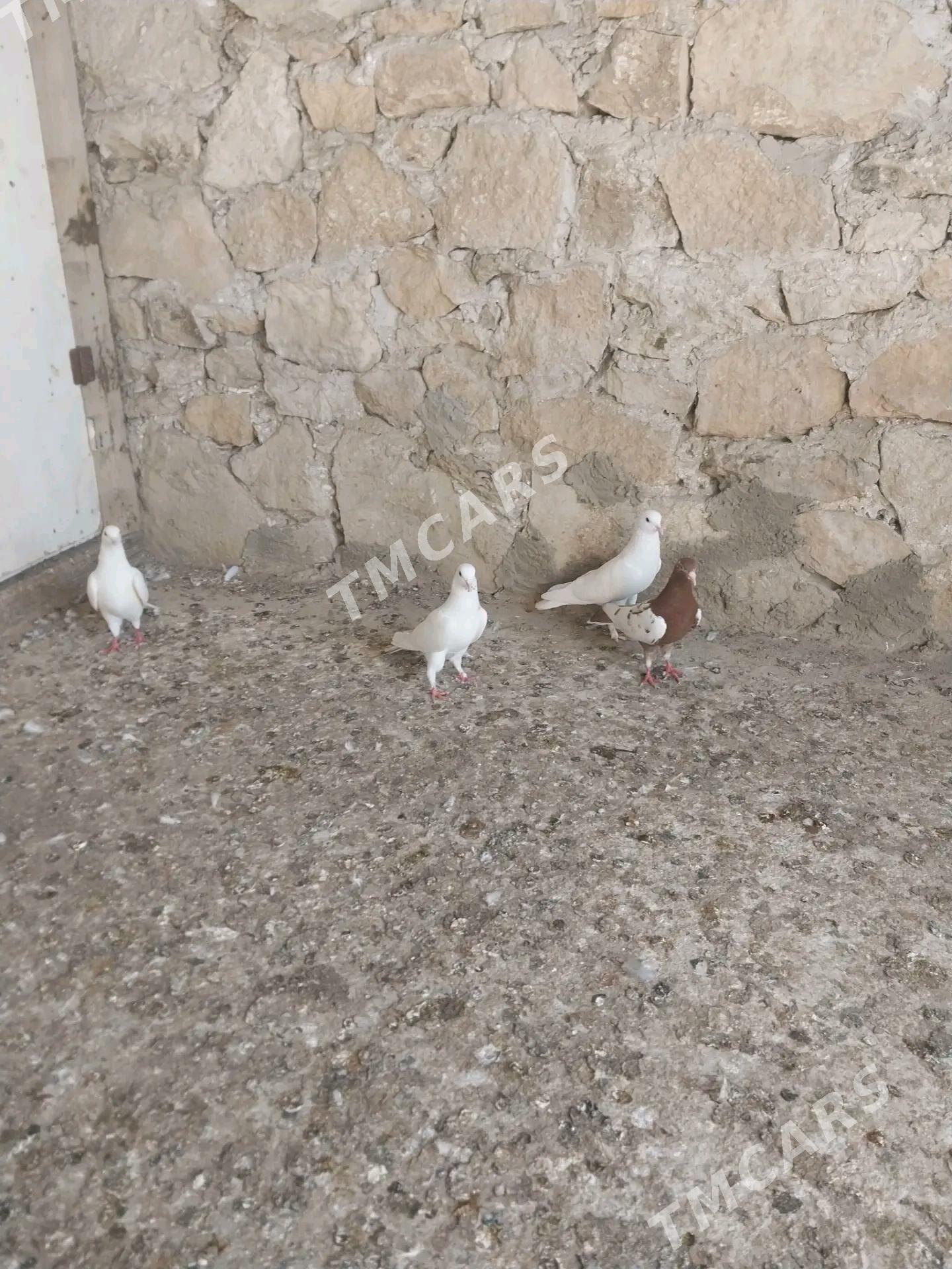 Kepderi - Gyzylarbat - img 2