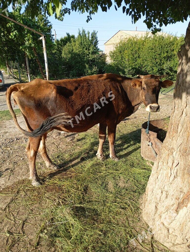 suytli boğaz sygyr - Kaka - img 2