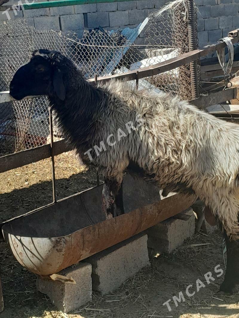 goyun geçi - Ашхабад - img 4