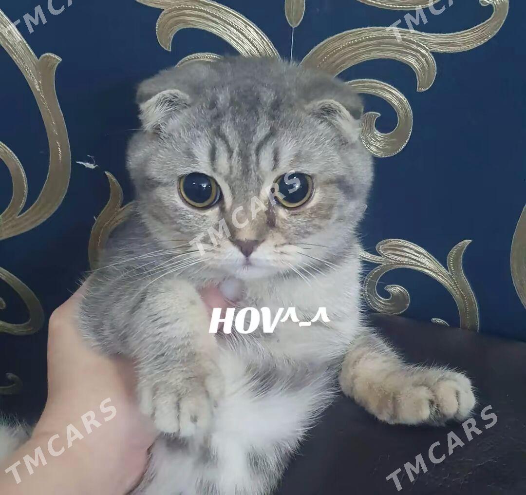 Французско-шотландские котята - Ашхабад - img 2