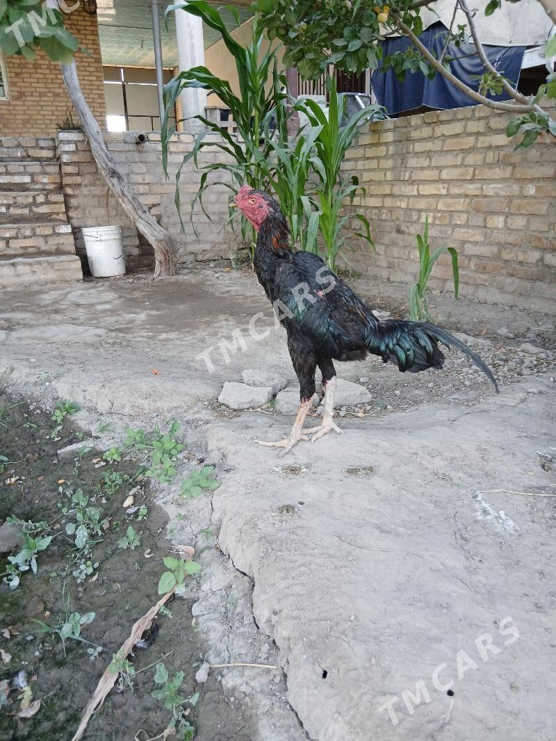 turk - Kerki - img 2