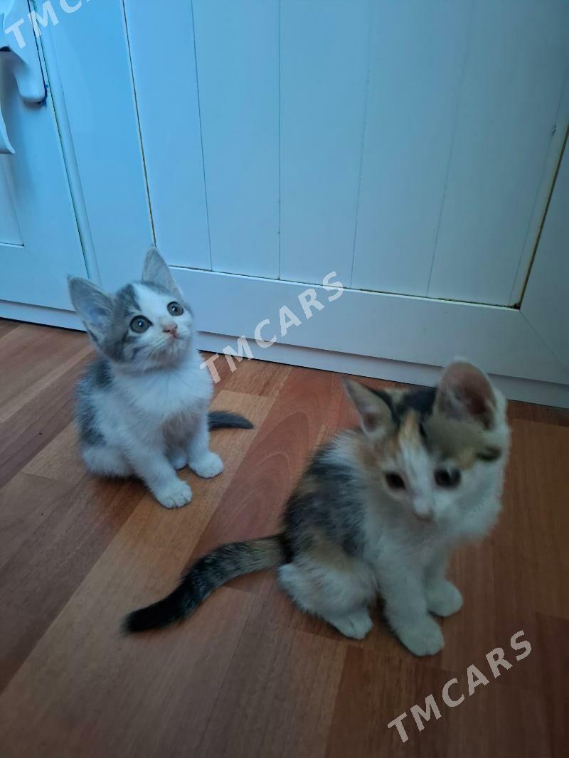 Котята девочки - Мары - img 2
