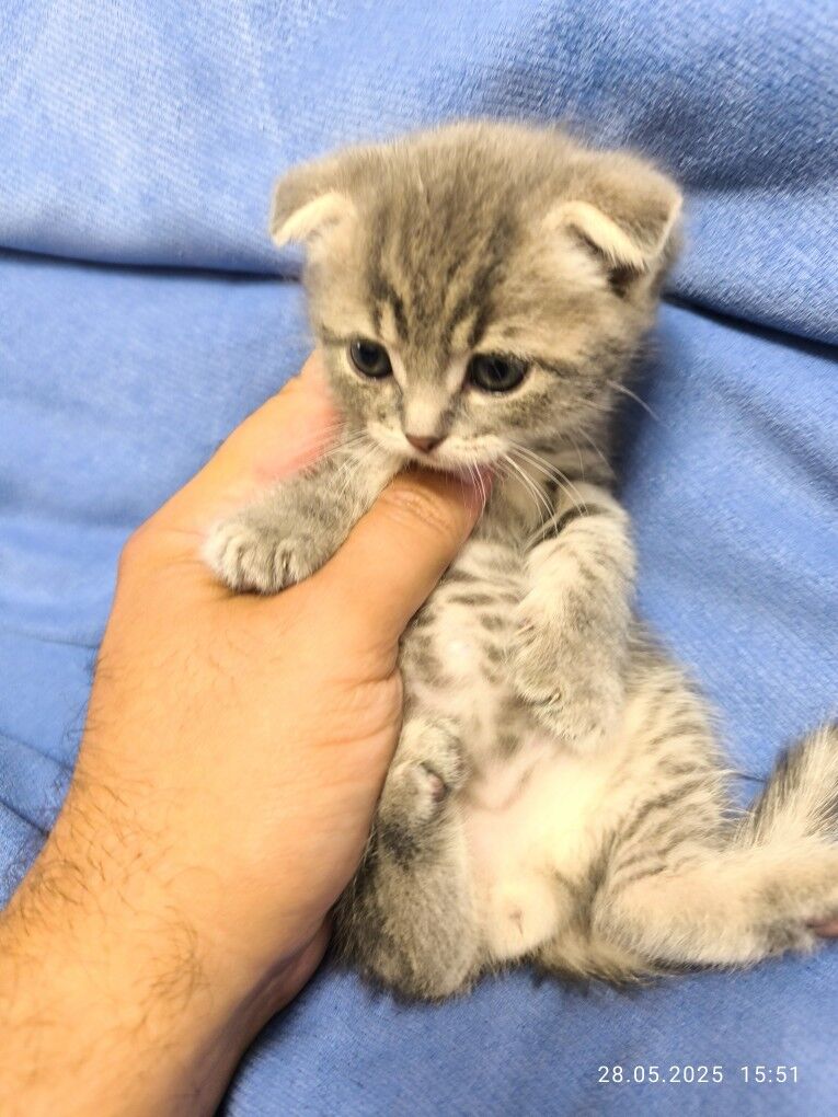 ШОТЛАНДСКИЕ КОТЯТА - Ашхабад - img 6
