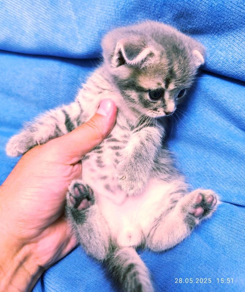 ШОТЛАНДСКИЕ КОТЯТА - Ашхабад - img 3