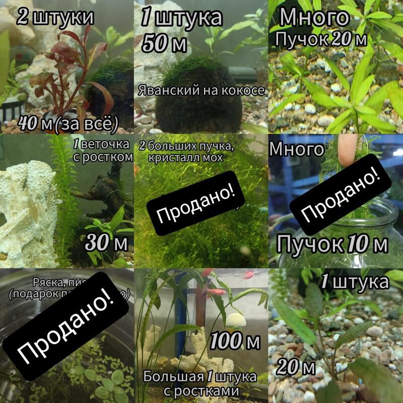 аква.растения,оборудование т.д - Мир 3 - img 4